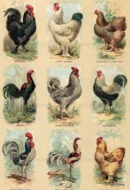 Https I Pinimg Com 736x Ca 8e Cb Ca8ecbf38c636dec3c2a131c6f9ca433 Jpg Animaux Abris Pour Animaux Image Oiseau