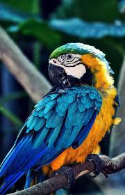 Fertile Bird Eggs For Sale Australia We Are Specialized In The Breeding Of Birds Parrots And We Sell Very Fertile Candle Lit Eggs Of All Species Of Parrots In 2020 Pet Birds Animals Beautiful Nature Birds