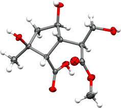 Image result for Morinda asteroscepa