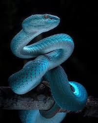 Snake At Night Wallpaper Snake Photos Snake Spirit Animal Snake