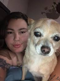 Deceased small black dog, possibly chihuahua, City of San Fernando