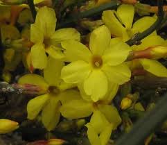 Image result for Jasminum nudiflorum