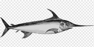 Bersihin sisik ikan marlin putih. Ikan Todak Marlin Ikan Mamalia Laut Hewan Fauna Png Pngwing
