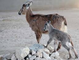 Males are much more robust than females. New Research Will Help Save Arabian Tahr From Extinction Environment Gulf News
