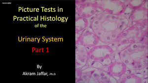 Basic microscopic structures of the unaffected lung (i.e. Picture Tests In Histology Of The Respiratory System Youtube