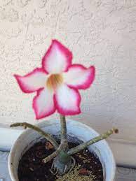Pin On Desert Roses
