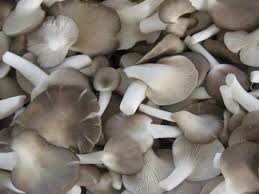 Terdapat pelbagai jenis cendawan dan antara jenis yang agak popular ialah seperti cendawan tiram kelabu, cendawan tiram putih, cendawan abalon. Nippon Sushi Malaysia On Twitter 8 Cendawan Pholiotina Rugosa Cendawan Jenis Ini Mengandungi Mikotoksin Yang Boleh Membawa Kepada Kematian Jenis Cendawan Ini Tidak Boleh Dimakan Https T Co Ykcyc7xnw9