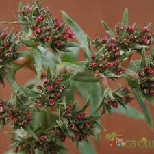 Image result for Crassula alba