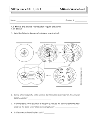 Page history last edited by r thomas 6 years ago. Cell Cycle And Mitosis Answer Key Cell Cycle And Mitosis Worksheet Answer Key