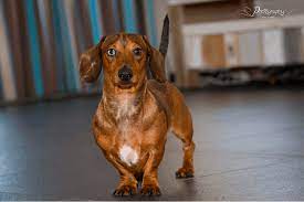 Dachshund In Heat The Complete Guide To Care Your Weiner Dog