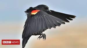 Mr schrinner confirmed the council had received complaints about swooping magpies at the park in recent weeks and officers had put up signs at the. Why Us Bird Attacks On Humans Are On Rise Bbc News