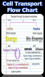 Osmosis Lesson Cell Transport Teaching Biology Biology Classroom Science Biology