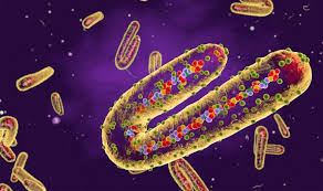 Ebola virus an rna virus almost identical to the marburg virus but serologically distinct; Mwz1j4btxrc1gm