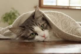 227 greydene ave, canon city (co), 81212, united states. Canon Eos 4000d Cameras Canon Europe