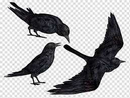 If you like, you can download pictures in icon format or directly in png image format. Crows Three Ravens Cartoon Transparent Background Png Clipart Hiclipart