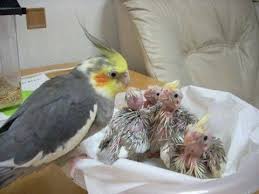 Vida De Mae Nao E Brinquedo Nao Tandenoni Cute Birds Pet Birds Funny Birds