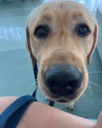 Missing Loki and his BOOPs a little extra today 🥰 #UPup #servicedog