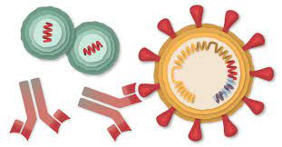 What questions do you have about the johnson & johnson vaccine? How Moderna S Covid 19 Vaccine Works The New York Times