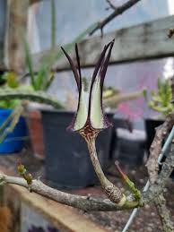 Image result for Ceropegia cimiciodora