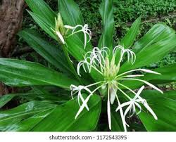 Image result for Corymborkis corymbis