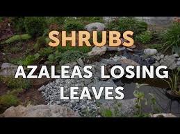 Maybe you would like to learn more about one of these? Azaleas Losing Leaves Youtube