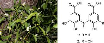 Image result for Viscum tuberculatum