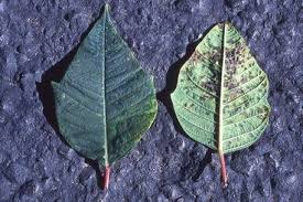 A the sustainable use directive defines ipm under the following 8 headings. Diseases Of Poinsettia Springerlink
