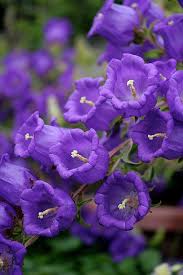 Pin On Campanula Medium Canterbury Bells Campanulaceae
