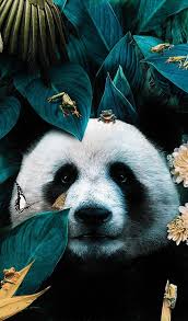 Lbert Rc On Twitter Wild Animals Photography Panda Art Animals