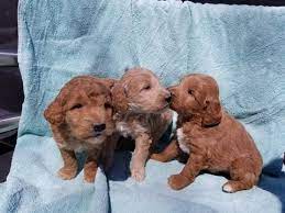 Jun 03, 2021 · browse thru goldendoodle puppies for sale near goshen, indiana, usa area listings on puppyfinder.com to find your perfect puppy. Goldendoodle Puppy For Sale In Goshen In Adn 70438 On Puppyfinder Com Gender Male Age 4 Weeks Goldendoodle Puppy Goldendoodle Puppy For Sale Goldendoodle
