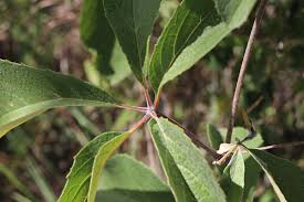 Image result for Ampelocissus obtusata