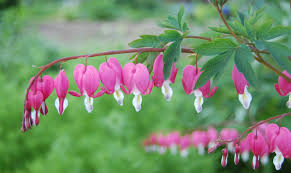 Image result for Dicentra spectabilis alba