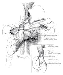 Pars horizontalis duodeni‛yi önden çaprazlayan damar. Anatomy Of The Small Intestine And The Ligament Of Treitz Blublaze Creative
