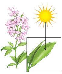 This Pin Shows An Object Obtaining Energy The Flower Obtains Energy From The Sun Characteristics Of Living Things Teaching Fun Planting Flowers