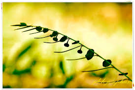 Image result for Phyllanthus loandensis