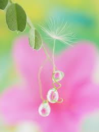 クローズ アップ レンズ 作例