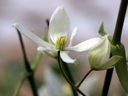 Maybe you would like to learn more about one of these? Immergrune Waldrebe Clematis Armandii Baumschule Horstmann