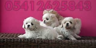 Pekines Yavru Fiyatlari 05412625843 Pekinez