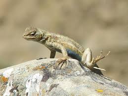 Picture of Sagebrush lizard