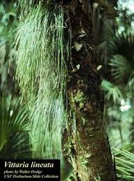 Image result for Vittaria guineensis