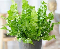 Check spelling or type a new query. Ciri Ciri Tanaman Hias Daun Deskripsi Nama Latin Lengkap Plus Gambar Berita Pertanian Mitalom