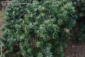 Image result for Podocarpus latifolius