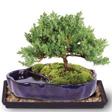 The graceful bonsai is the embodiment of an ancient art form in perfect miniature. Brussel S Bonsai Green Mound Juniper Bonsai In Zen Reflections Pot Dt2101gmjz The Home Depot