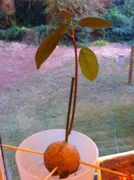 Avocados are harvested by hand and start to ripen once they are picked from the tree. Avocado Care After Sprouting Walter Reeves The Georgia Gardener