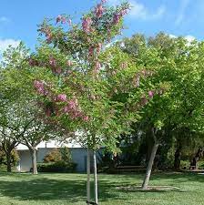 The frisia died in short order but the purple robe grew into a nice tree with gorgeous blooms… until. Purple Robe Locust