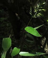 Image result for Olyra latifolia