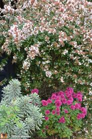 Les arbustes à floraison estivale présentent des qualités ornementales qui méritent un emplacement de choix au jardin ! Des Petites Clochettes Roses Jusqu A L Automne Le Jardinoscope Toute La Flore Et La Faune De Nos Parcs Et Jardins
