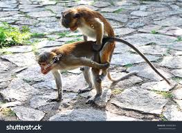 Monkeys Sex Stock Photo 734896360 | Shutterstock