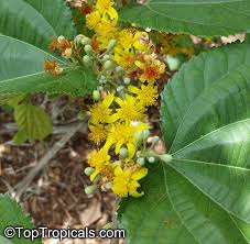 Image result for Grewia