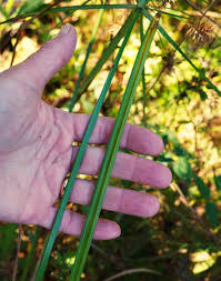 Image result for Cyperus